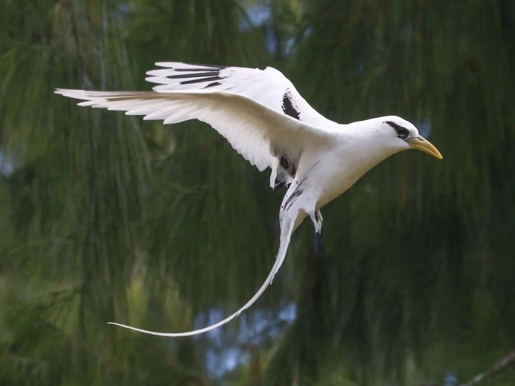 White Tailed tropic bird