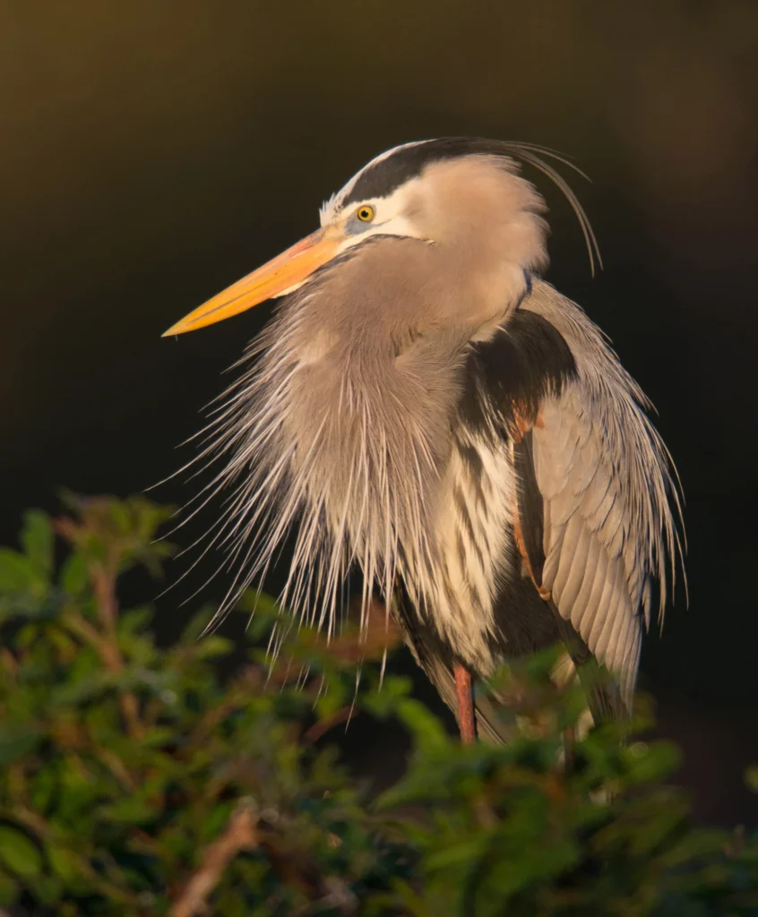 a1_3640_1_great-blue-heron_matt_williams_kk_breeding-adult