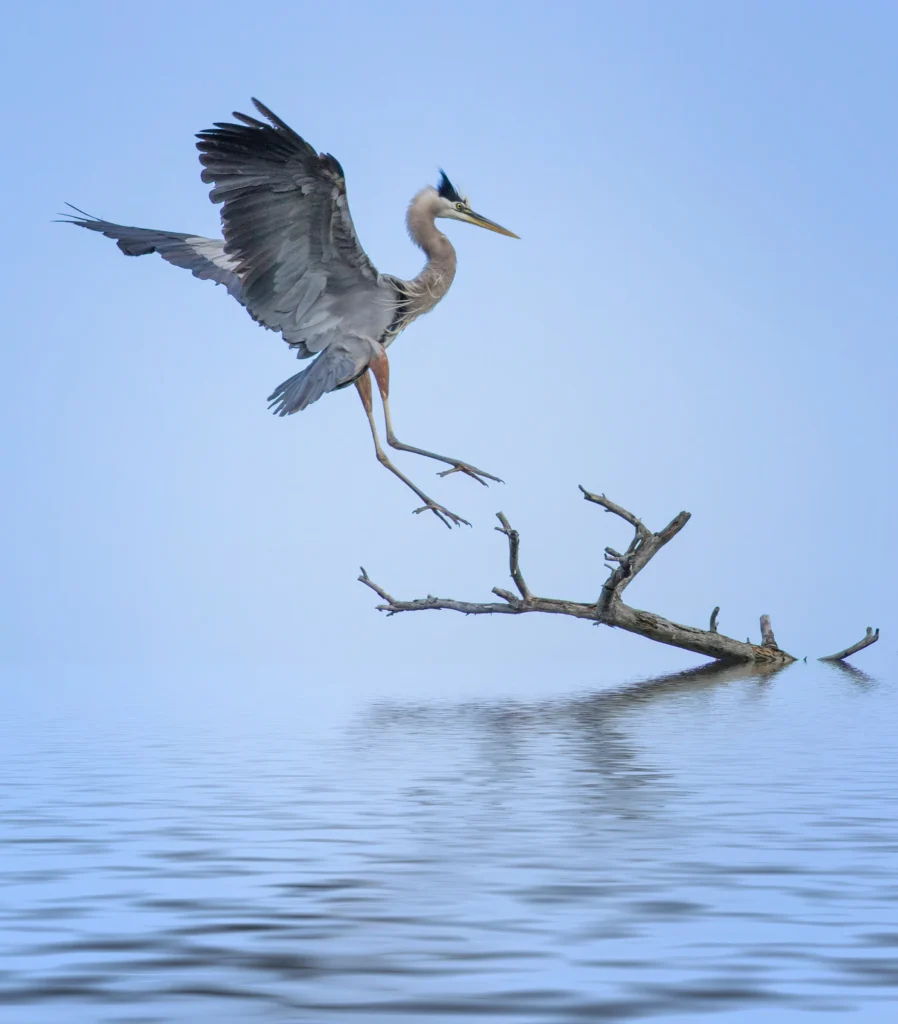 apa_2016-f1_1185_2_great-blue-heron_caroline_samson_kk_adult