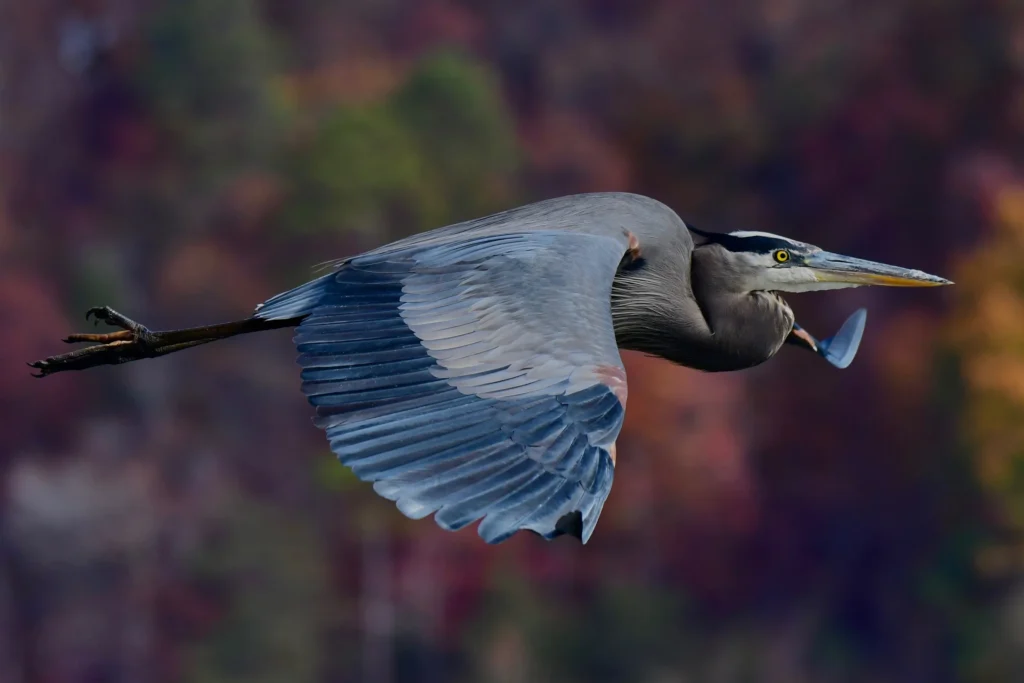 a1_3213_2_great-blue-heron_christopher_grau_kk_breeding-adult