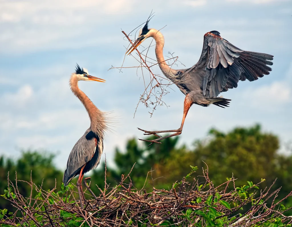 a1_3262_2_great-blue-heron_kenneth_lassman_kk_breeding-adults