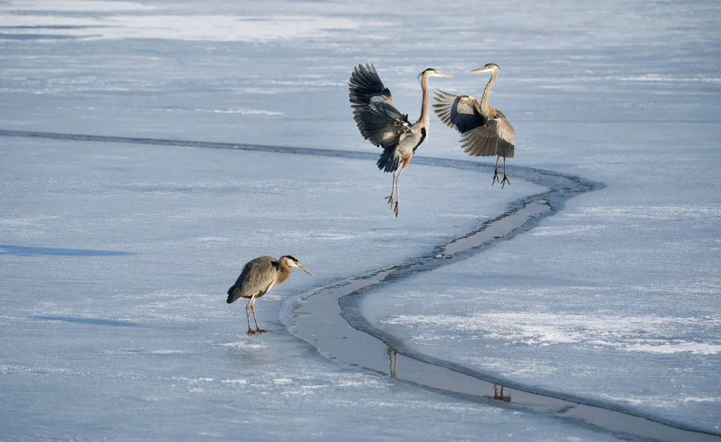 a1_3679_2_great-blue-heron_stacy_howell_kk_adults