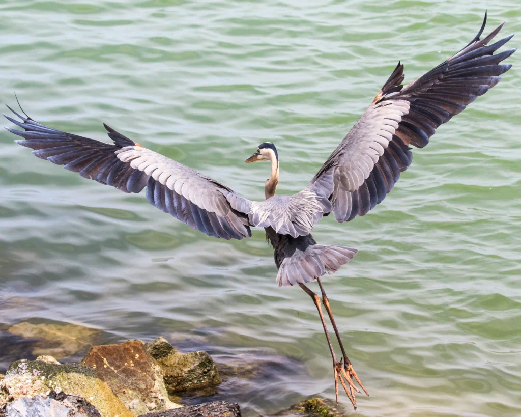 a1_4151_1_great-blue-heron_clyde_comstock_kk_adult