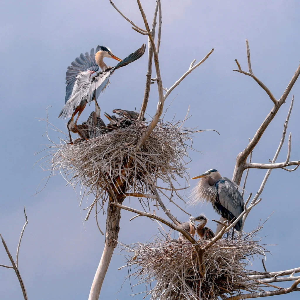 a1_4280_5_great-blue-heron_susan_hodgson_kk_breeding-adults-and-nestlings
