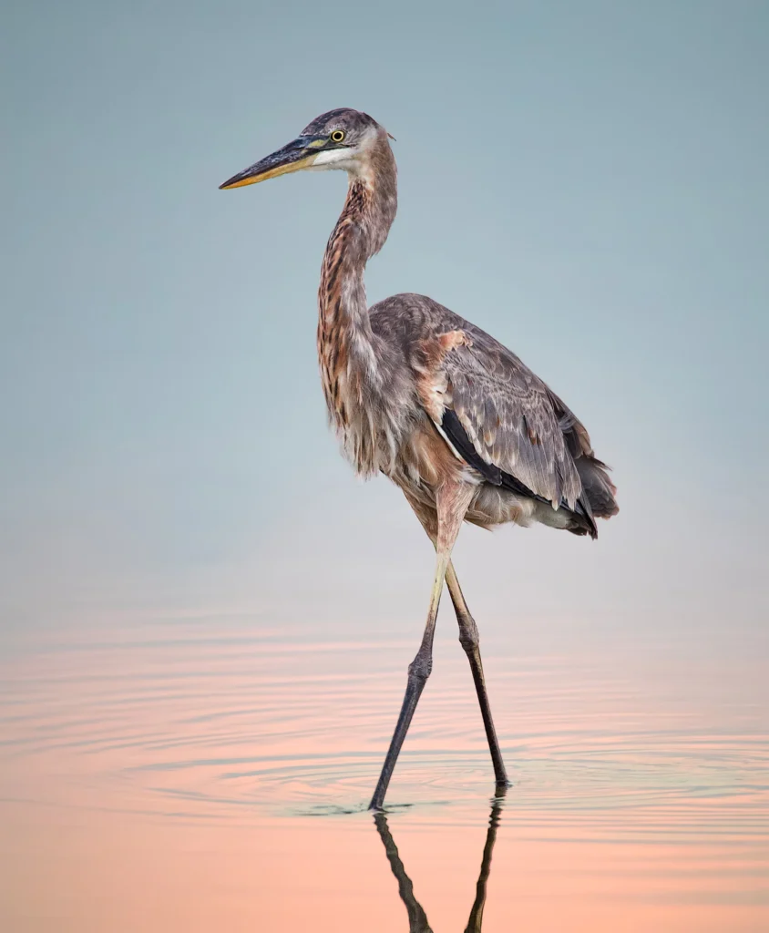 a1_4837_2_great-blue-heron_james_robellard_kk_immature