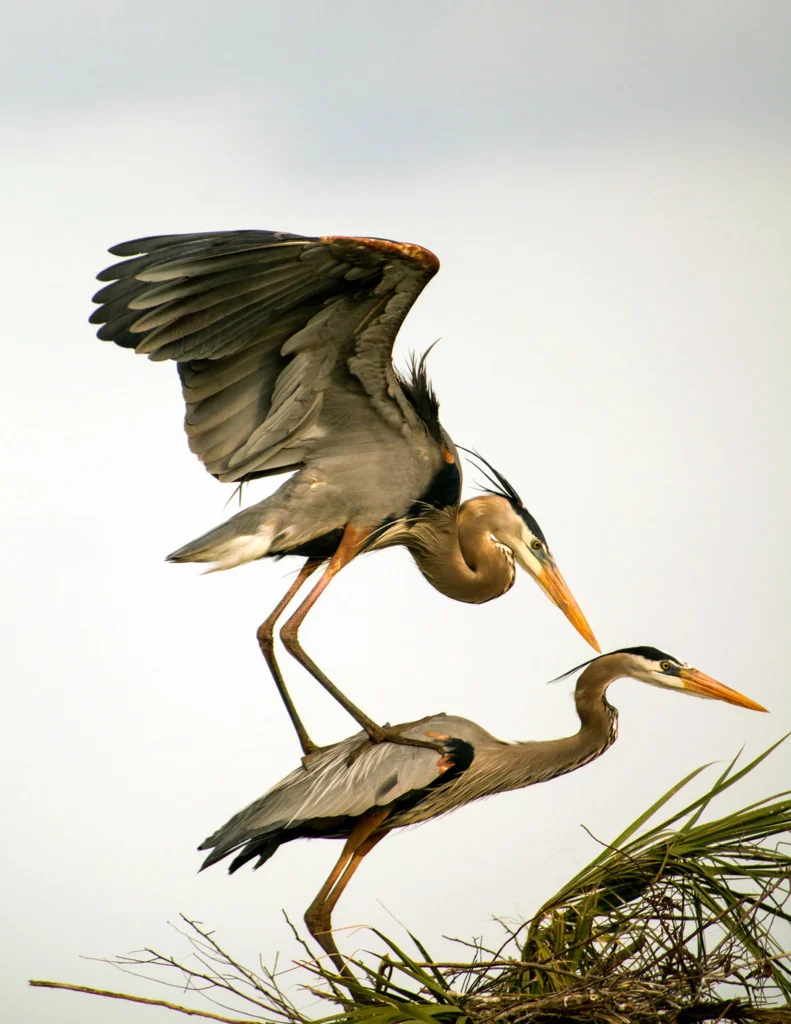 apa_2015_robertwilson_277274_great_blue_heron_kk_breeding-adults