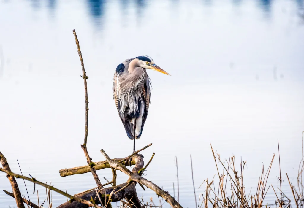 apa_2016-a1_1774_1_great-blue-heron_jeff_kempe_kk_adult