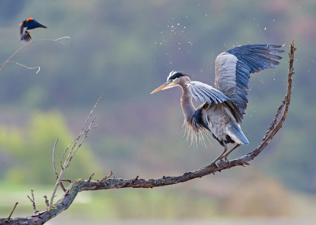 apa_2016-a1_2716_3_great-blue-heron_jacqueline_deely_kk_adult